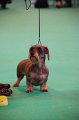 Crufts2010 764